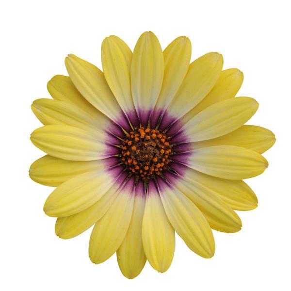 Blue Eyed Beauty Osteospermum - Bloom