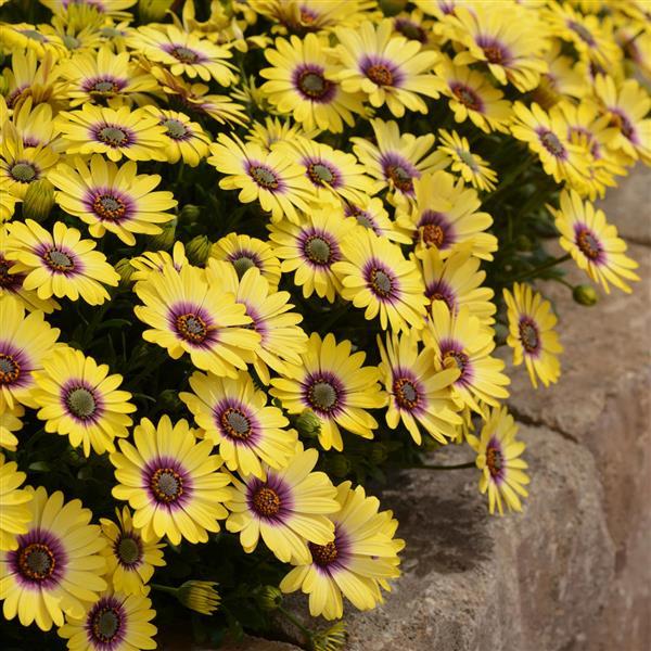 Blue Eyed Beauty Osteospermum - Landscape