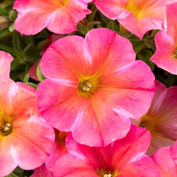 SuperCal® Premium Coral Star Petchoa - Bloom