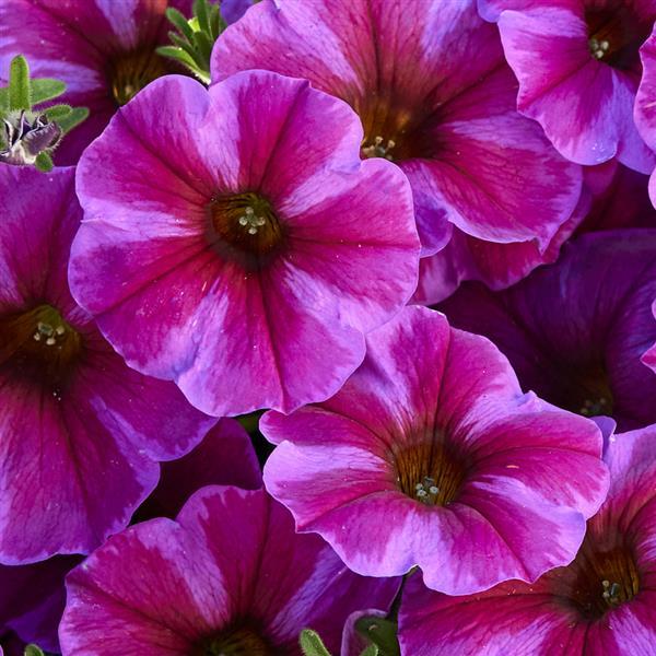 SuperCal® Premium Rose Star Petchoa - Bloom