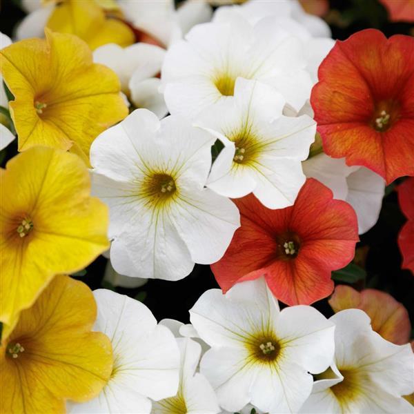 SuperCal® Premium Citrus Mix Petchoa - Bloom