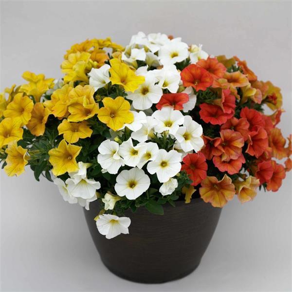 SuperCal® Premium Citrus Mix Petchoa - Container