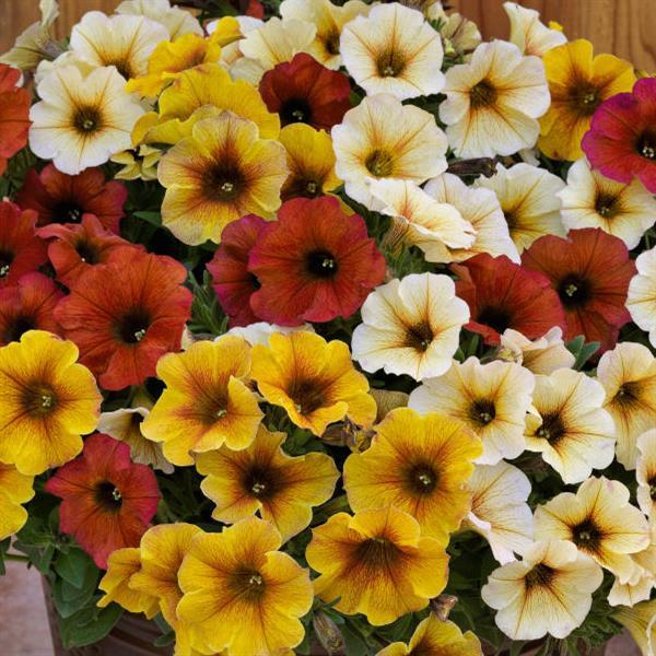 SuperCal® Premium Bonfire Mix Petchoa - Bloom
