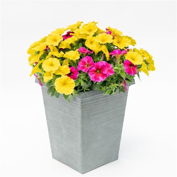 SuperCal® Premium Dream On Mix Petchoa - Container