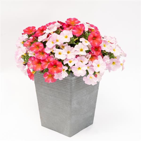 SuperCal® Premium Spice Up Your Life Mix Petchoa - Container