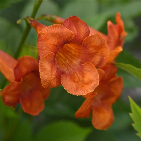 Kalama™ Papaya Tecoma - Bloom