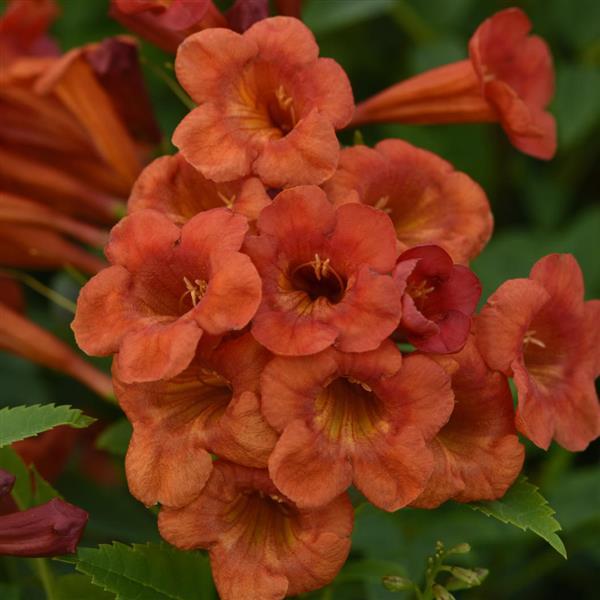 Kalama™ Pomegranate Tecoma - Bloom