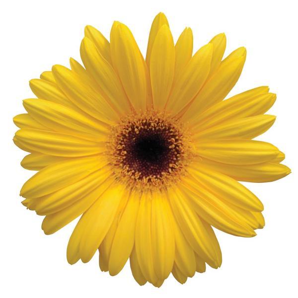 Revolution™ Golden Yellow with Dark Eye Gerbera - Bloom