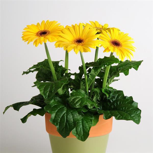 Revolution™ Golden Yellow with Dark Eye Gerbera - Container