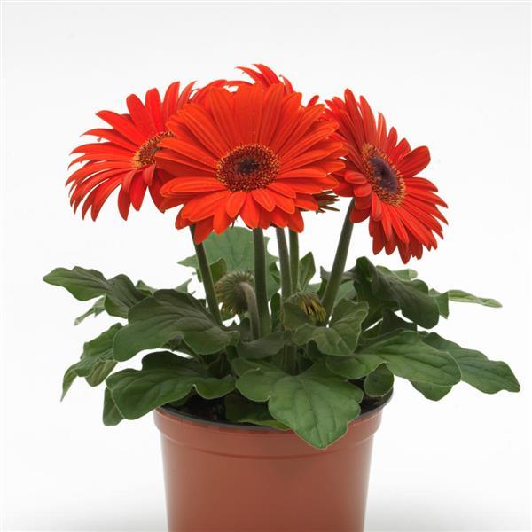 Revolution™ Orange with Dark Eye Gerbera - Container