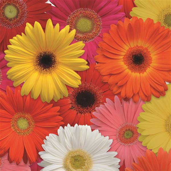 Revolution™ Select Mixture Gerbera - Bloom