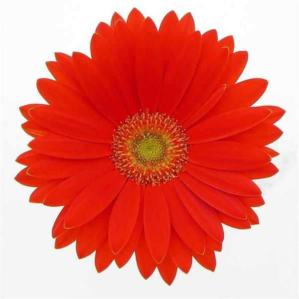 Revolution™ Orange with Light Eye Gerbera - Bloom