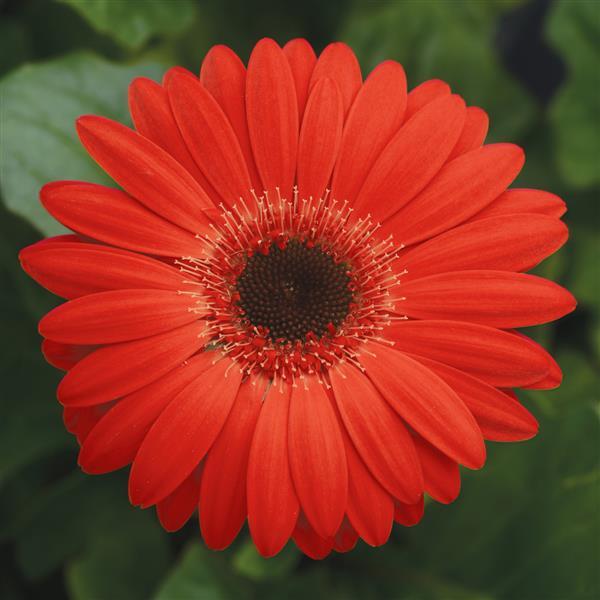 Revolution™ Red with Dark Eye Gerbera - Bloom