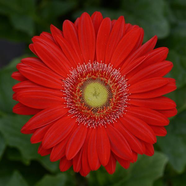 Revolution™ Red with Light Eye Gerbera - Bloom