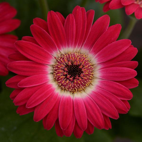 Revolution™ Bicolor Rose White Gerbera - Bloom