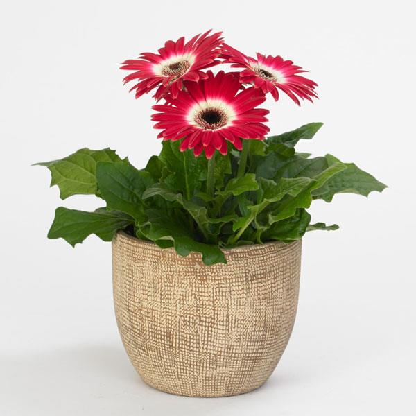 Revolution™ Bicolor Rose White Gerbera - Container