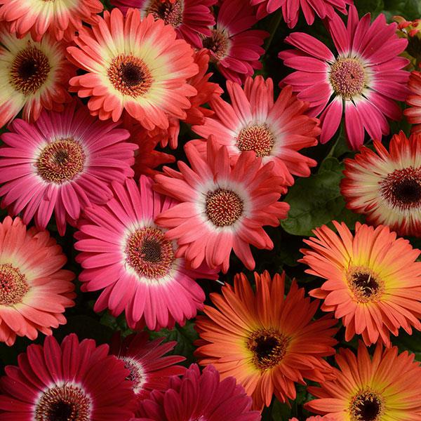 Revolution™ Bicolor Mixture Gerbera - Bloom