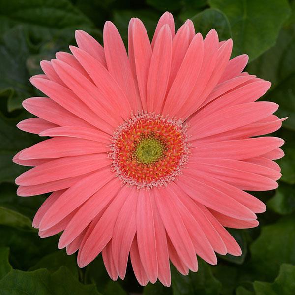 Revolution™ Salmon Shades with Light Eye Gerbera - Bloom