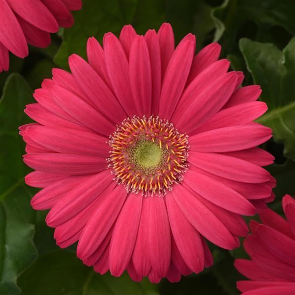 Revolution™ Deep Pink with Light Eye Gerbera - Bloom