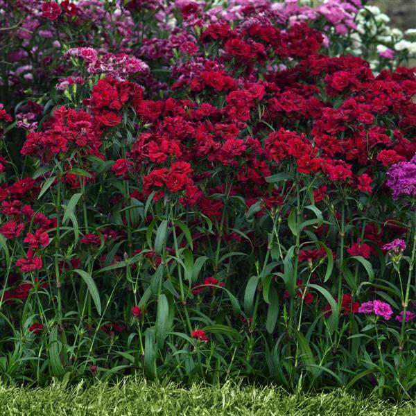 Dynasty Red Dianthus