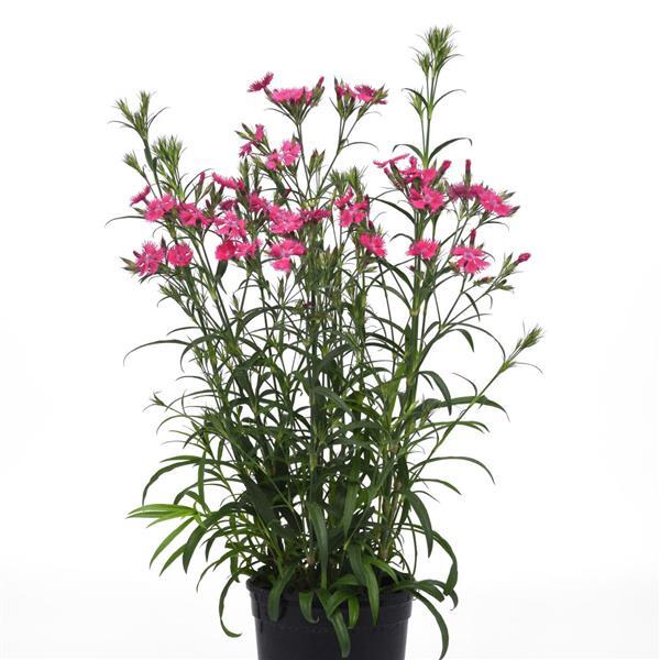 Dianthus Rockin'™ Rose - Container