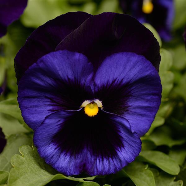 Matrix® Denim Pansy - Bloom