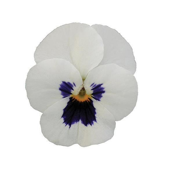 Sorbet® XP White Blotch Viola - Bloom