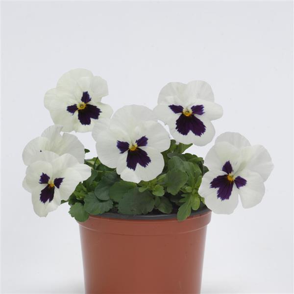 Sorbet® XP White Blotch Viola - Container