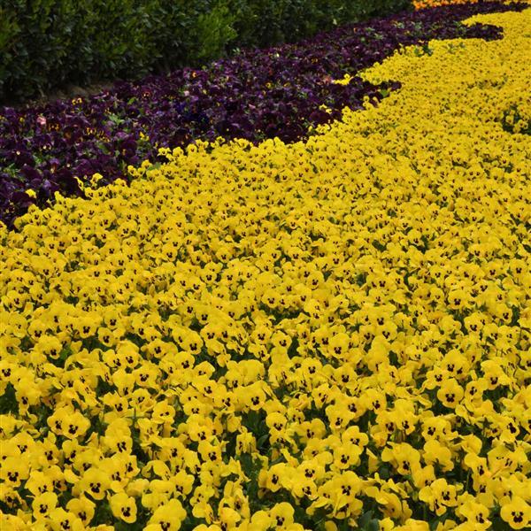 Sorbet® XP Yellow Viola - Commercial Landscape 2