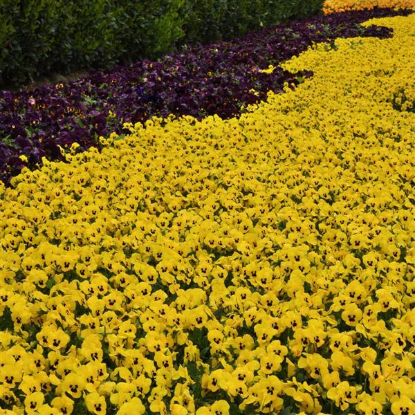 Sorbet® XP Yellow Blotch Viola - Commercial Landscape 1