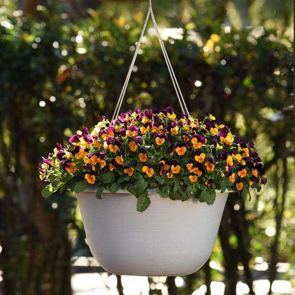 Sorbet® XP Orange Jump Up Viola - Basket