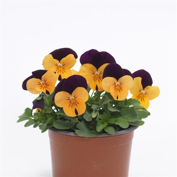 Sorbet® XP Orange Jump Up Viola - Container