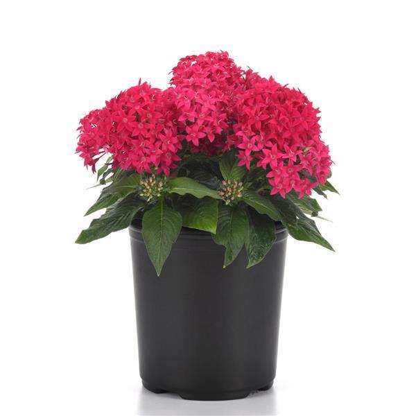 Lucky Star® Lipstick Pentas - Container
