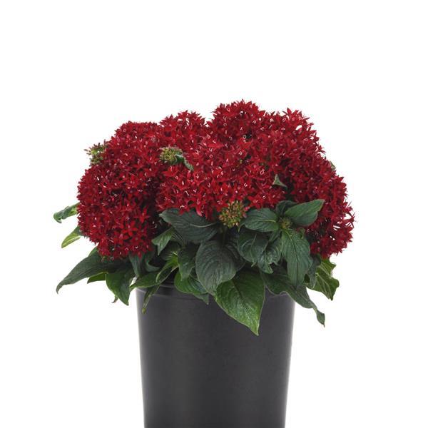 Lucky Star® Dark Red Pentas - Container