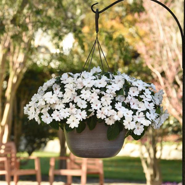 Solarscape® White Pearl Interspecific Impatiens - Basket
