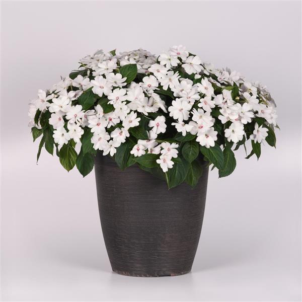 Solarscape® White Pearl Interspecific Impatiens - Container