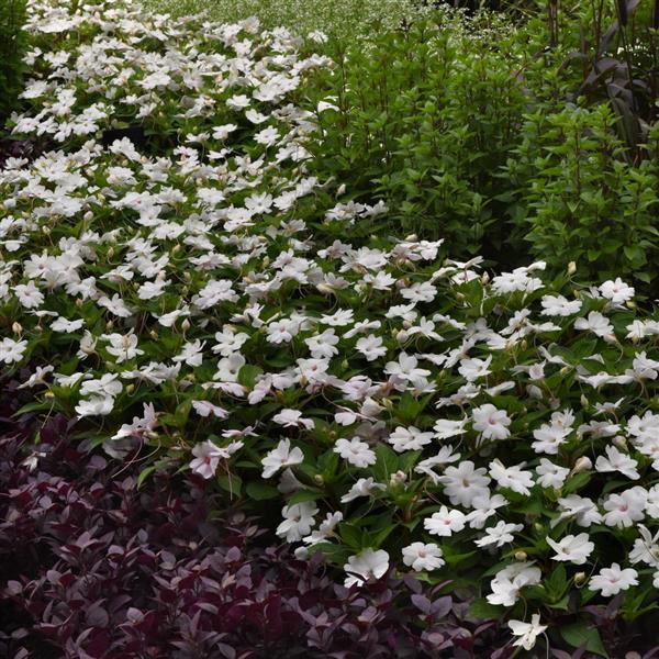 Solarscape® White Pearl Interspecific Impatiens - Landscape