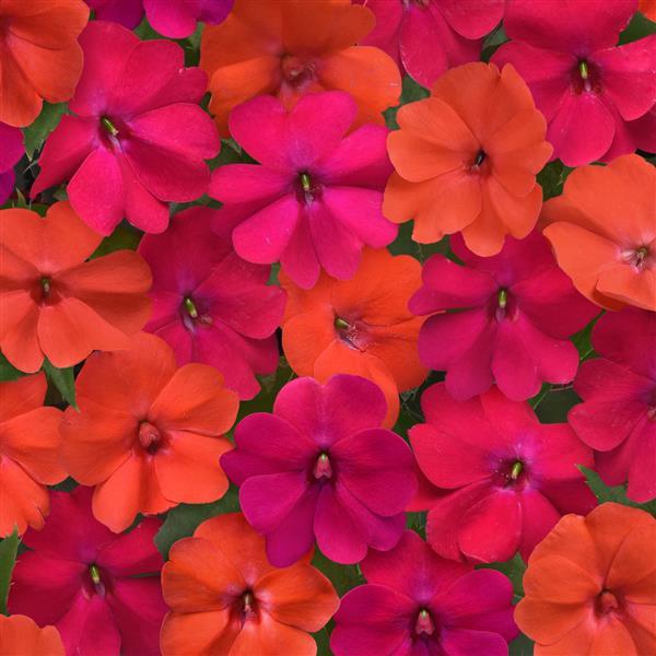 Solarscape® Voodoo Mix Interspecific Impatiens - Bloom