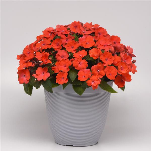 Solarscape® Orange Burst Interspecific Impatiens - Container