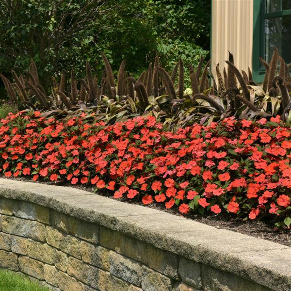 Solarscape® Orange Burst Interspecific Impatiens - Landscape