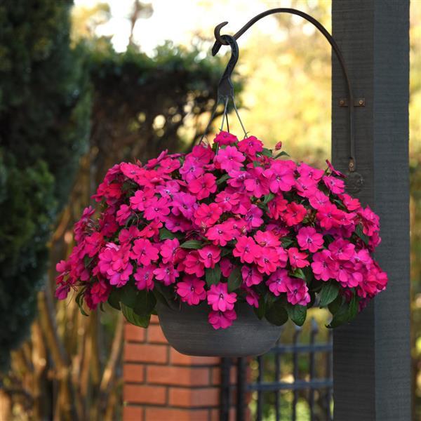 Solarscape® Magenta Bliss Interspecific Impatiens - Basket