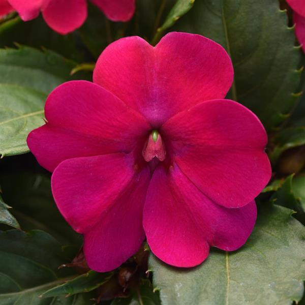 Solarscape® Magenta Bliss Interspecific Impatiens - Bloom