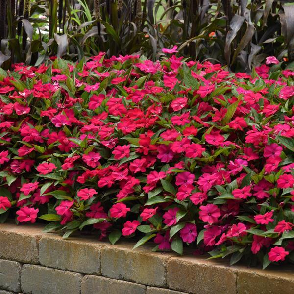 Solarscape® Magenta Bliss Interspecific Impatiens - Commercial Landscape 1