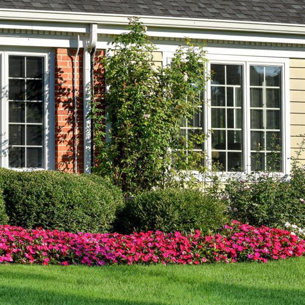 Solarscape® Magenta Bliss Interspecific Impatiens - Commercial Landscape 2