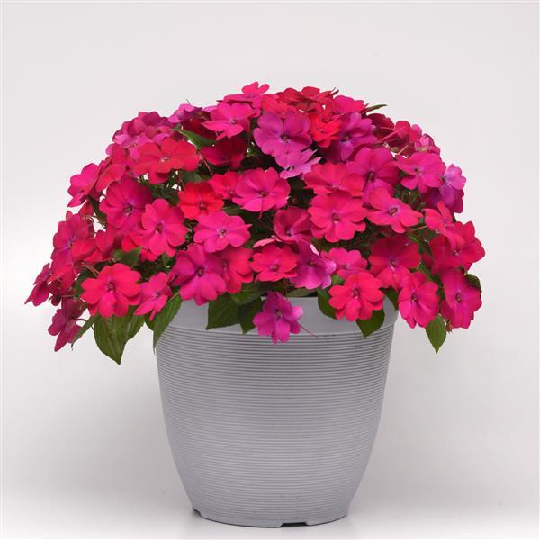 Solarscape® Magenta Bliss Interspecific Impatiens - Container