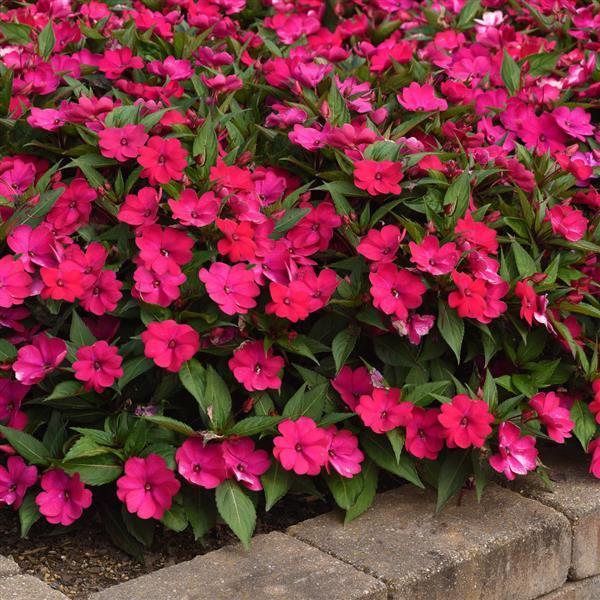 Solarscape® Magenta Bliss Interspecific Impatiens - Landscape