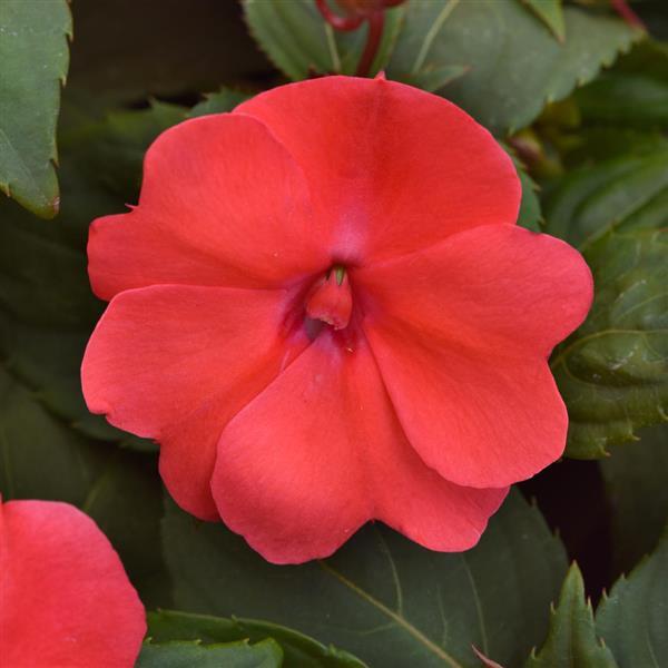 Solarscape® Salmon Punch Interspecific Impatiens - Bloom