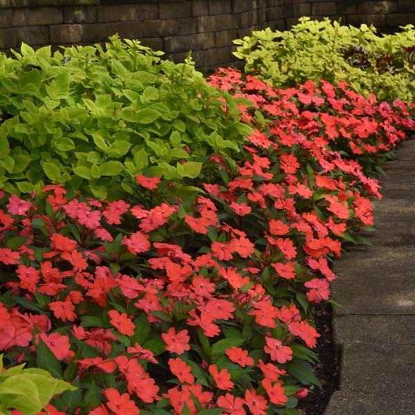 Solarscape® Salmon Punch Interspecific Impatiens - Commercial Landscape 1