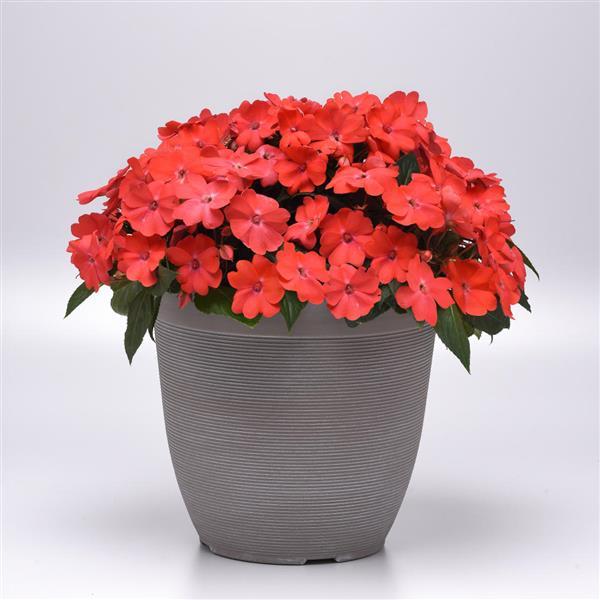 Solarscape® Salmon Punch Interspecific Impatiens - Container