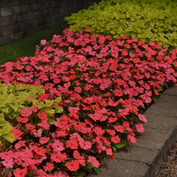 Solarscape® Salmon Punch Interspecific Impatiens - Landscape